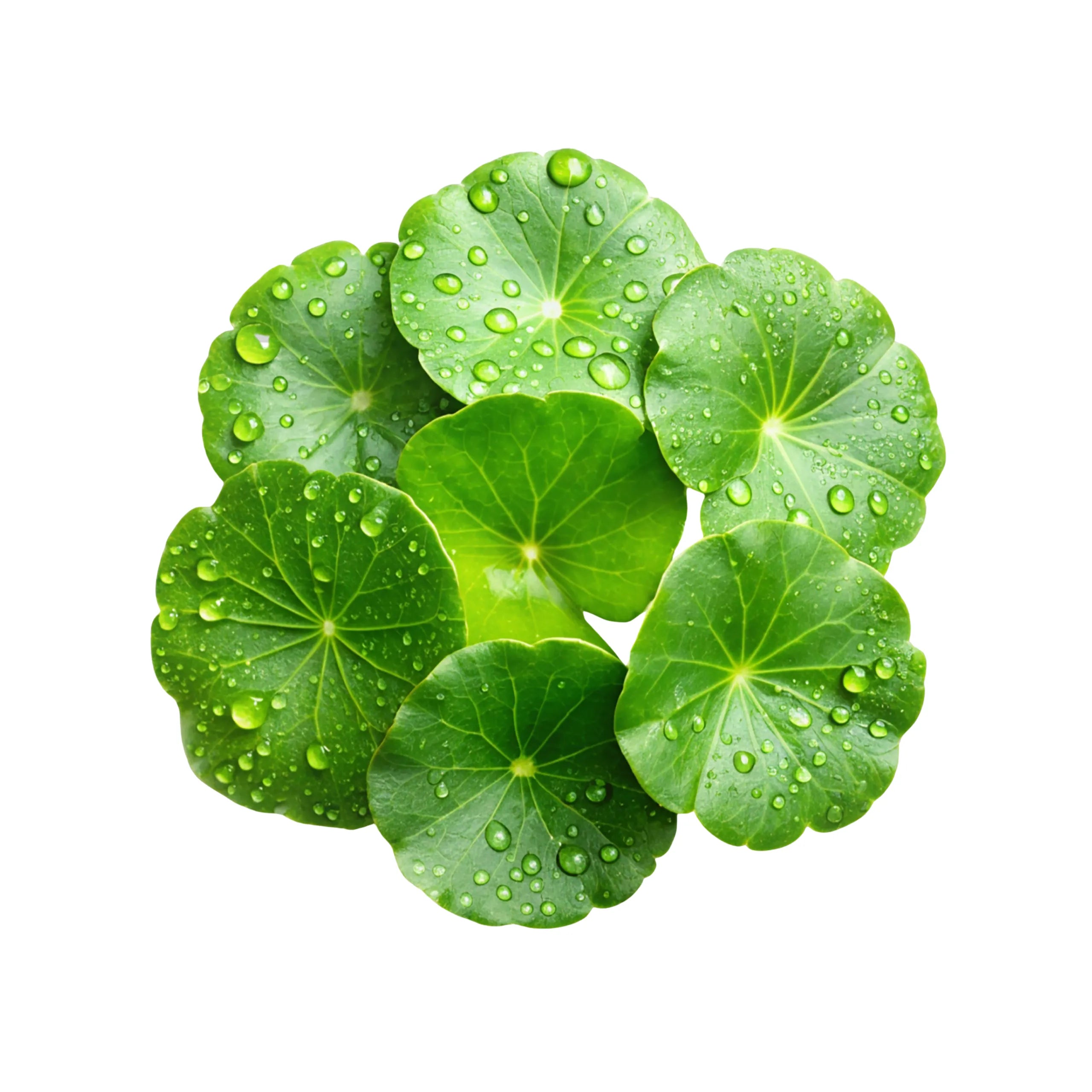 Centella Asiatica